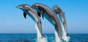 Delfiner springer op af vandet