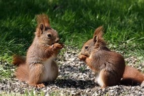 To egern der sidder og spiser nødder